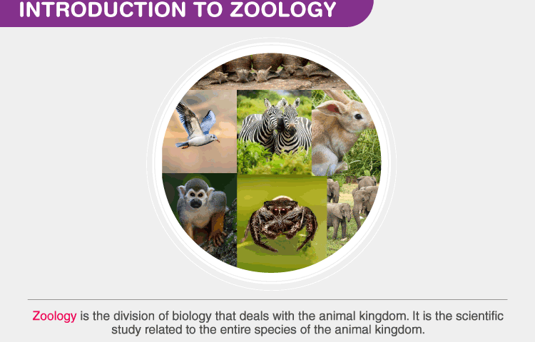 Careers in Zoology - Digiteer